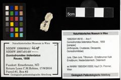 Foto (Objekt + Etiketten) von Goniodromites bidentatus (Reuss, 1859) 
